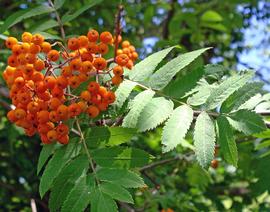   Infructescence:   Sorbus aucuparia ; Photo by D. Teijgeman-Hansen, flickr.com
